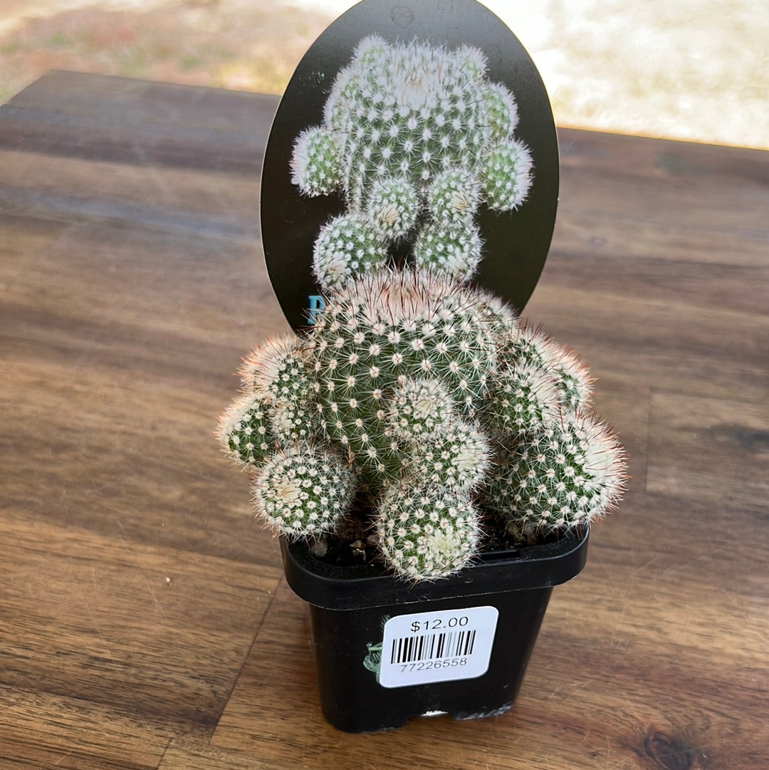 Parodia scopa var splendens