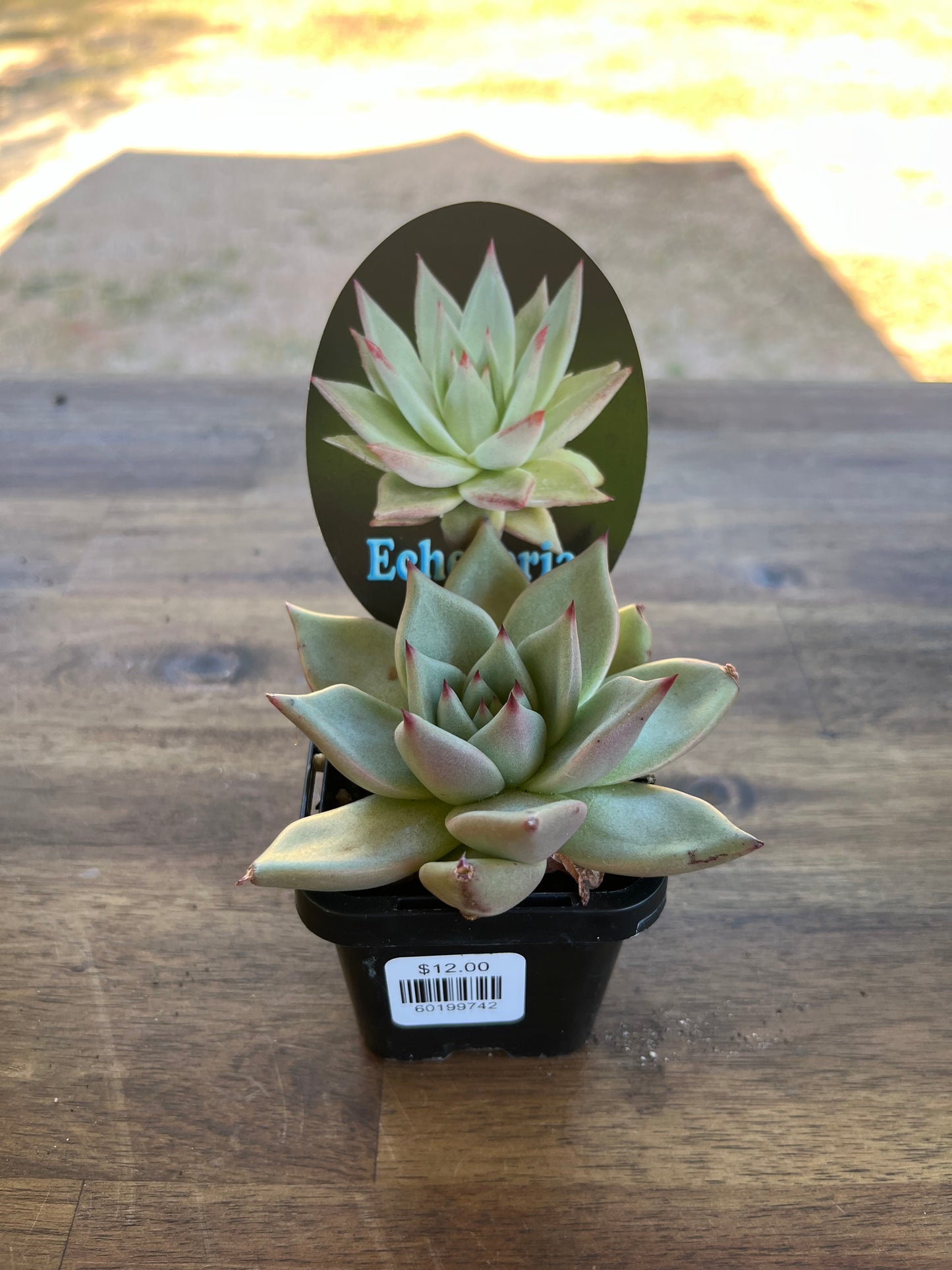 Echeveria agavoides