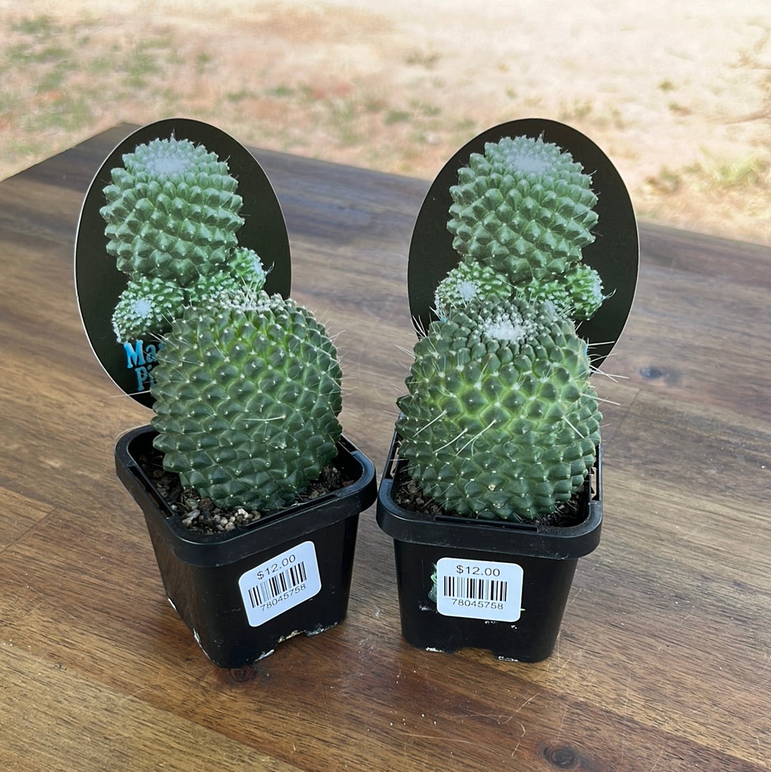 Mammillaria pico compacta