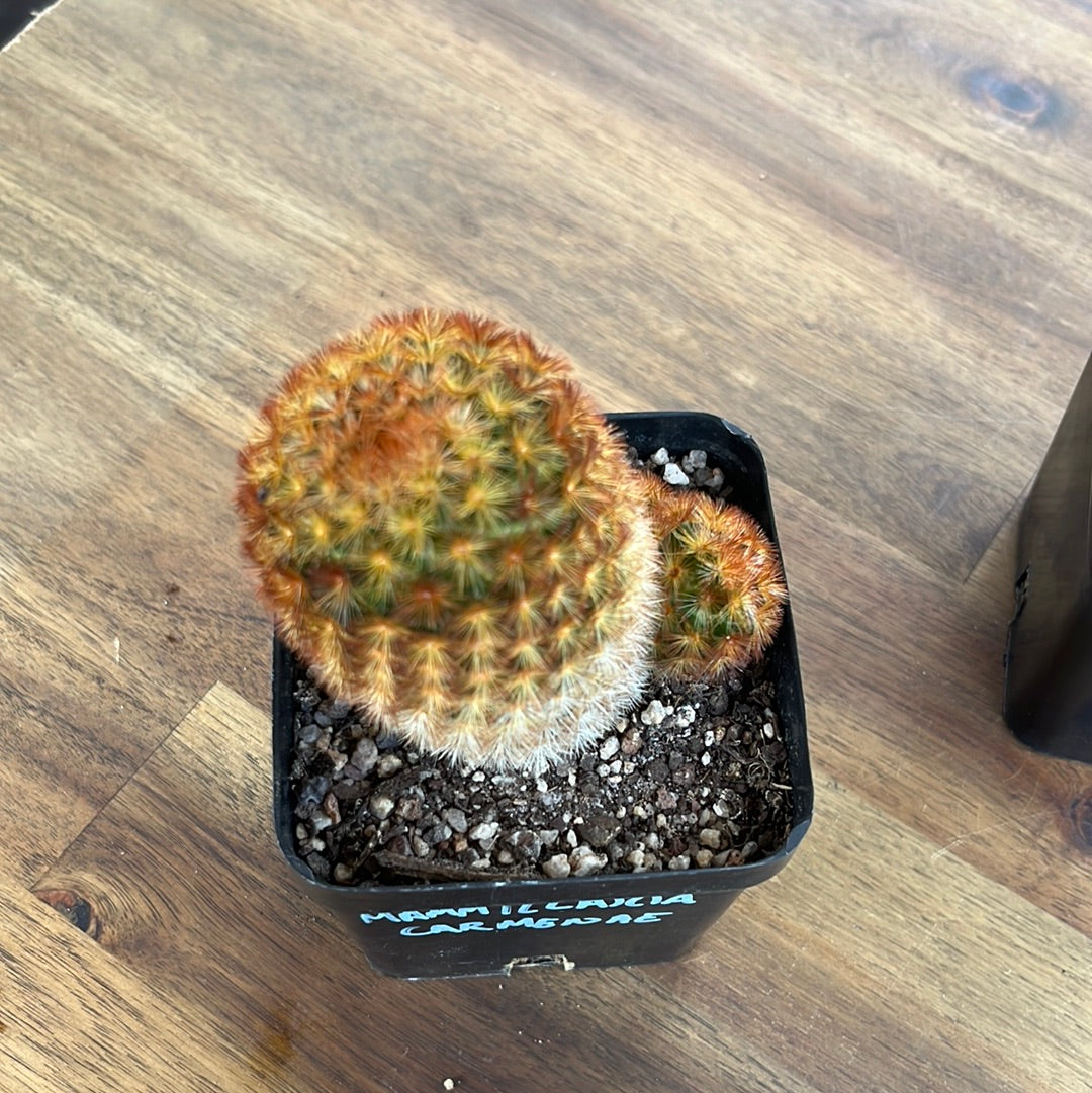 Mammillaria carmenae