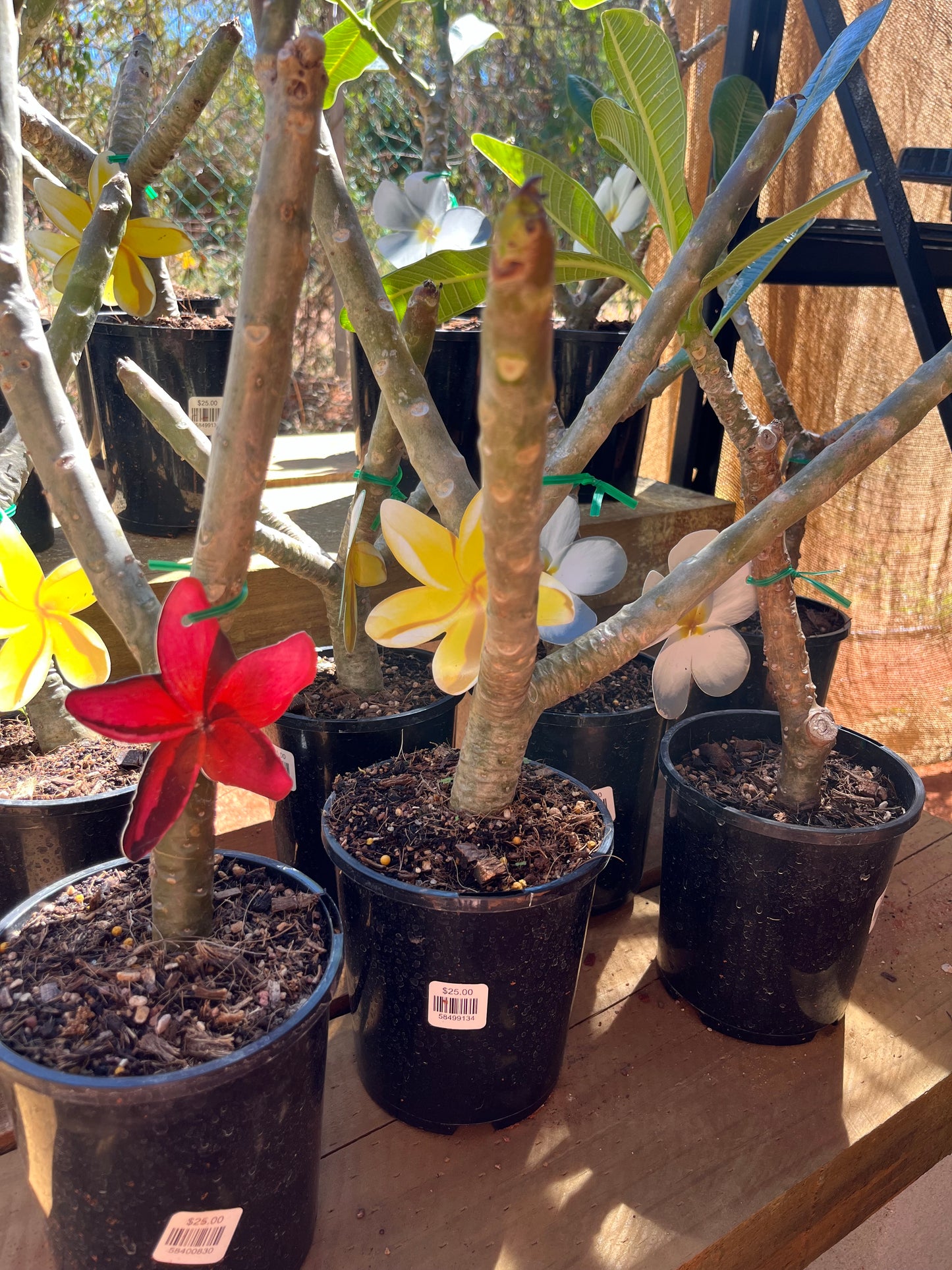 Plumeria obtusa