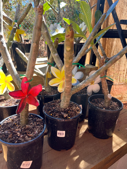 Plumeria obtusa