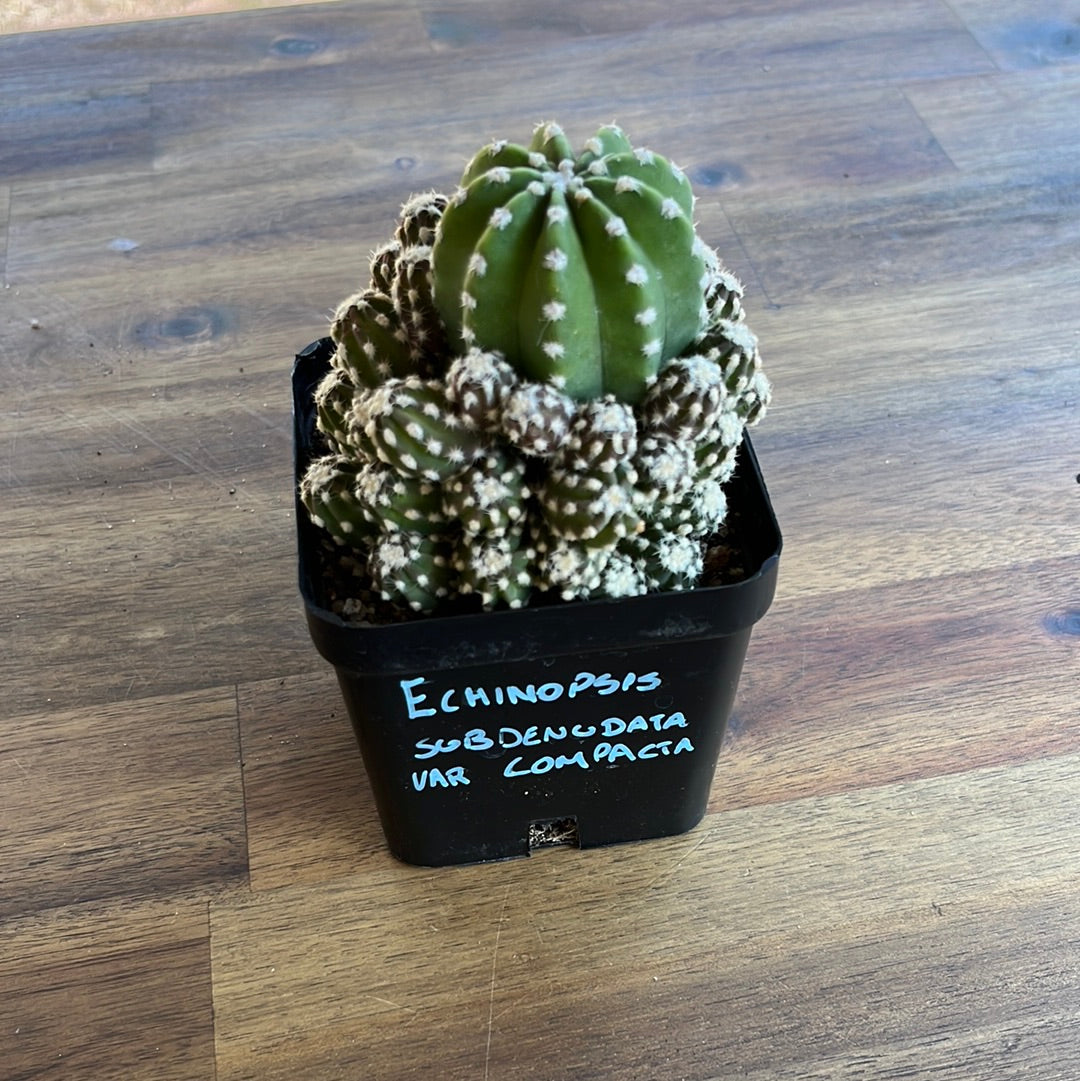 Echinopsis subdenudata var compacta