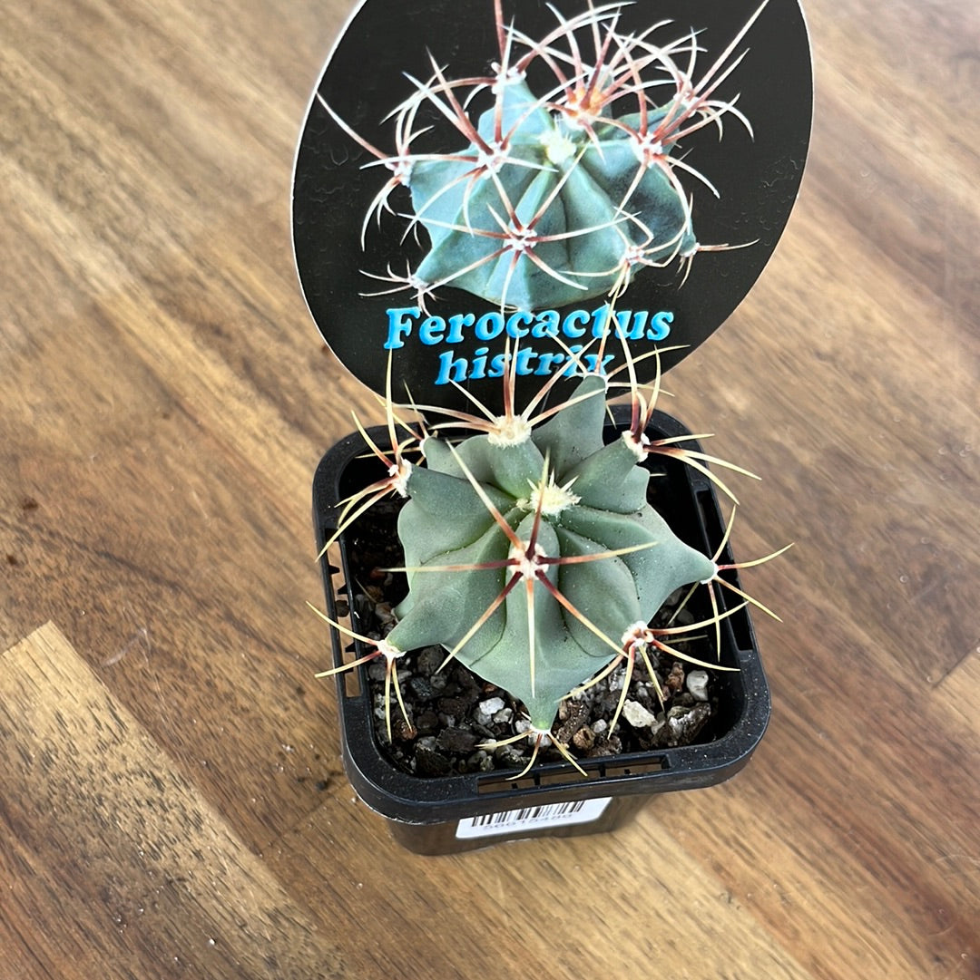 Ferocactus histrix