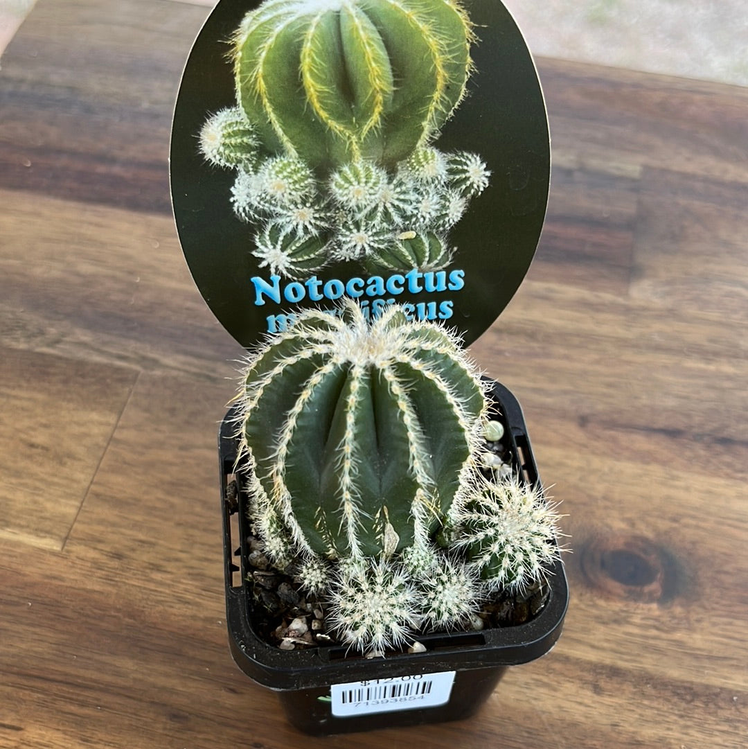 Notocactus magnificus