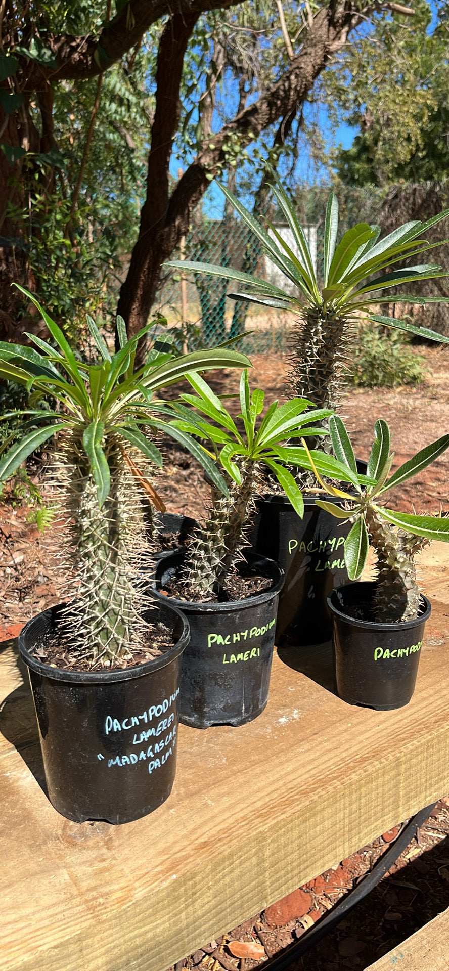 Pachypodium Lameri