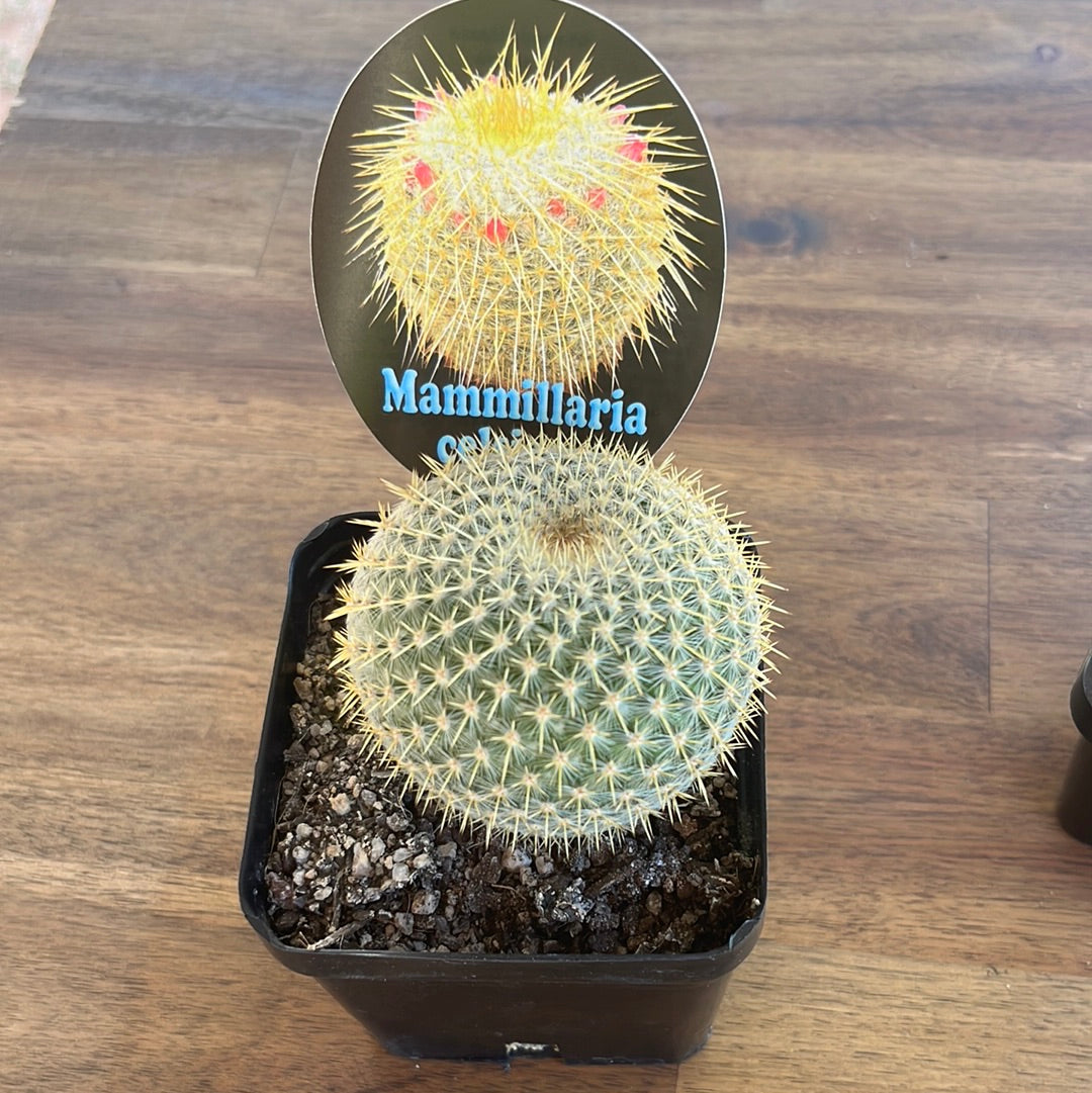 Mammillaria celsiana