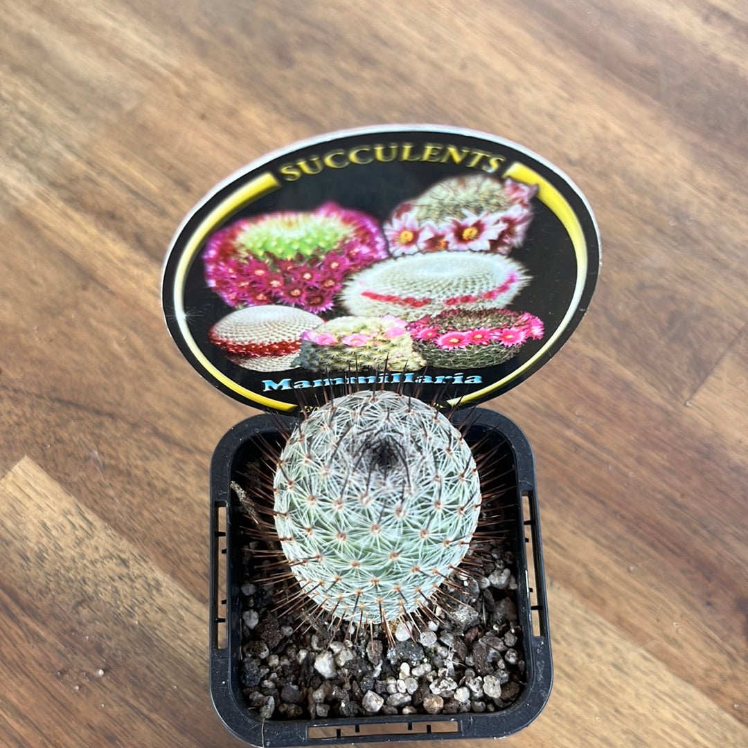 Mammillaria