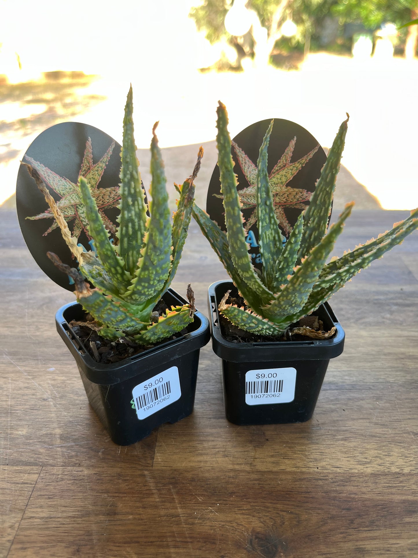 Aloe piranha