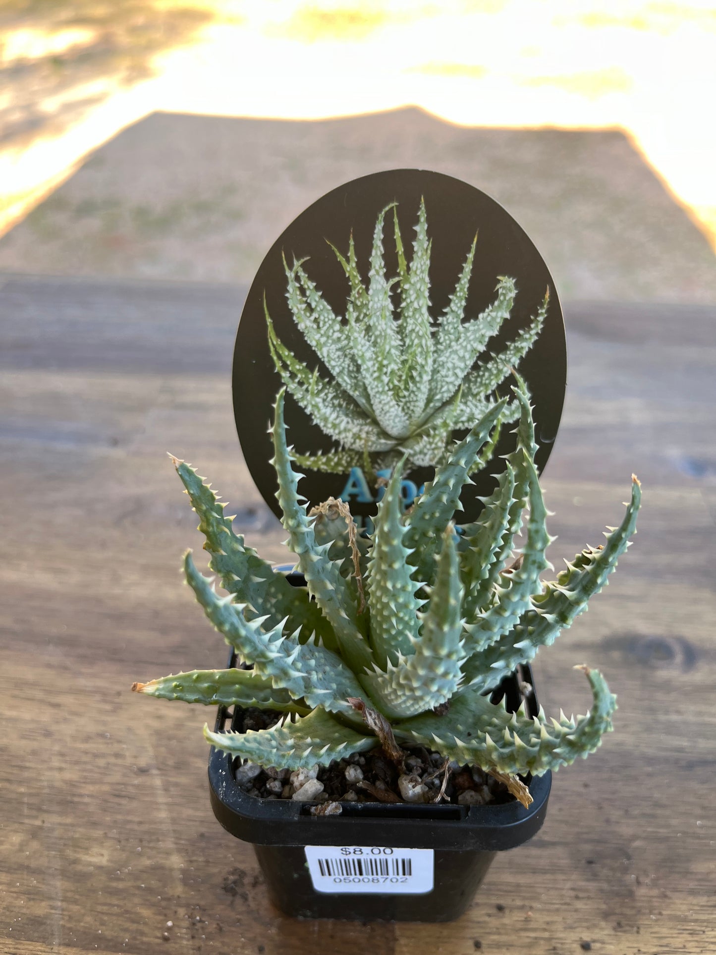 Aloe humilis