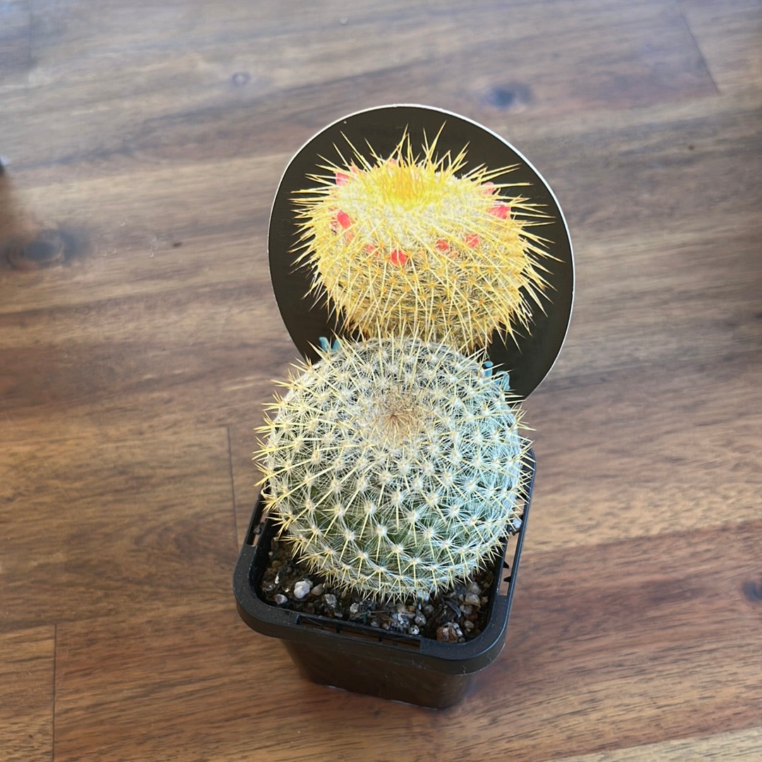 Mammillaria celsiana