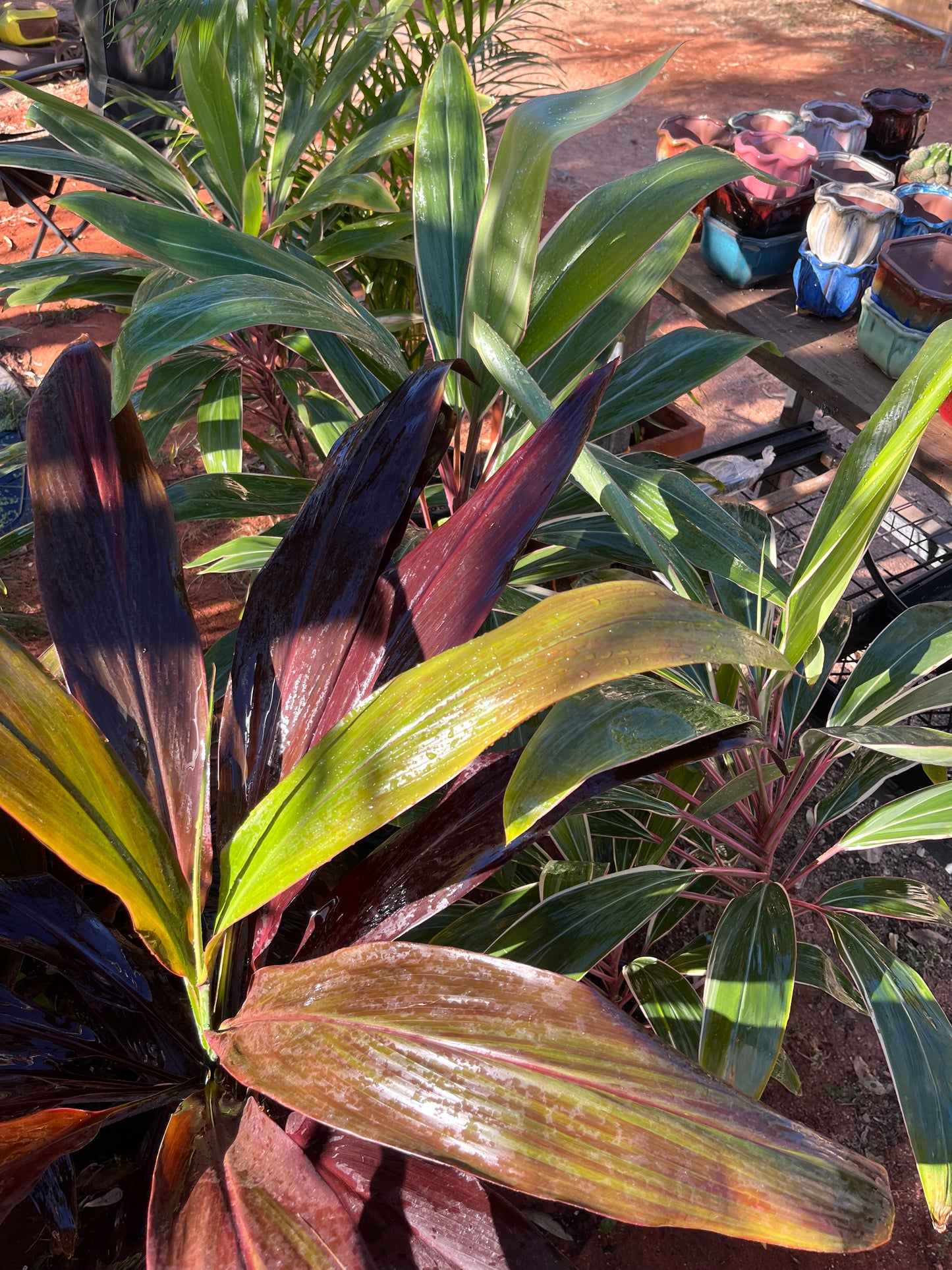 BIG Cordylines