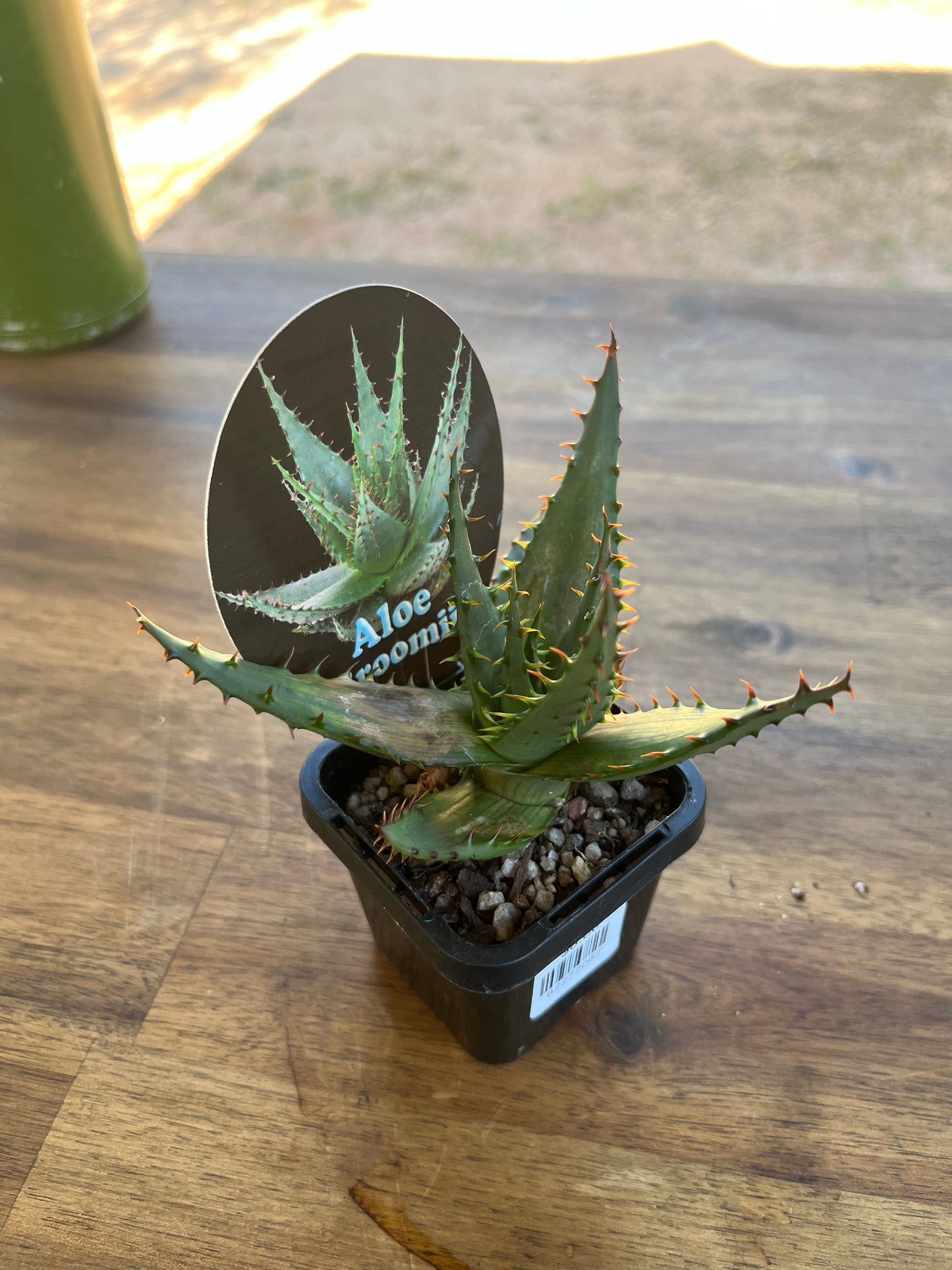 Aloe broomii