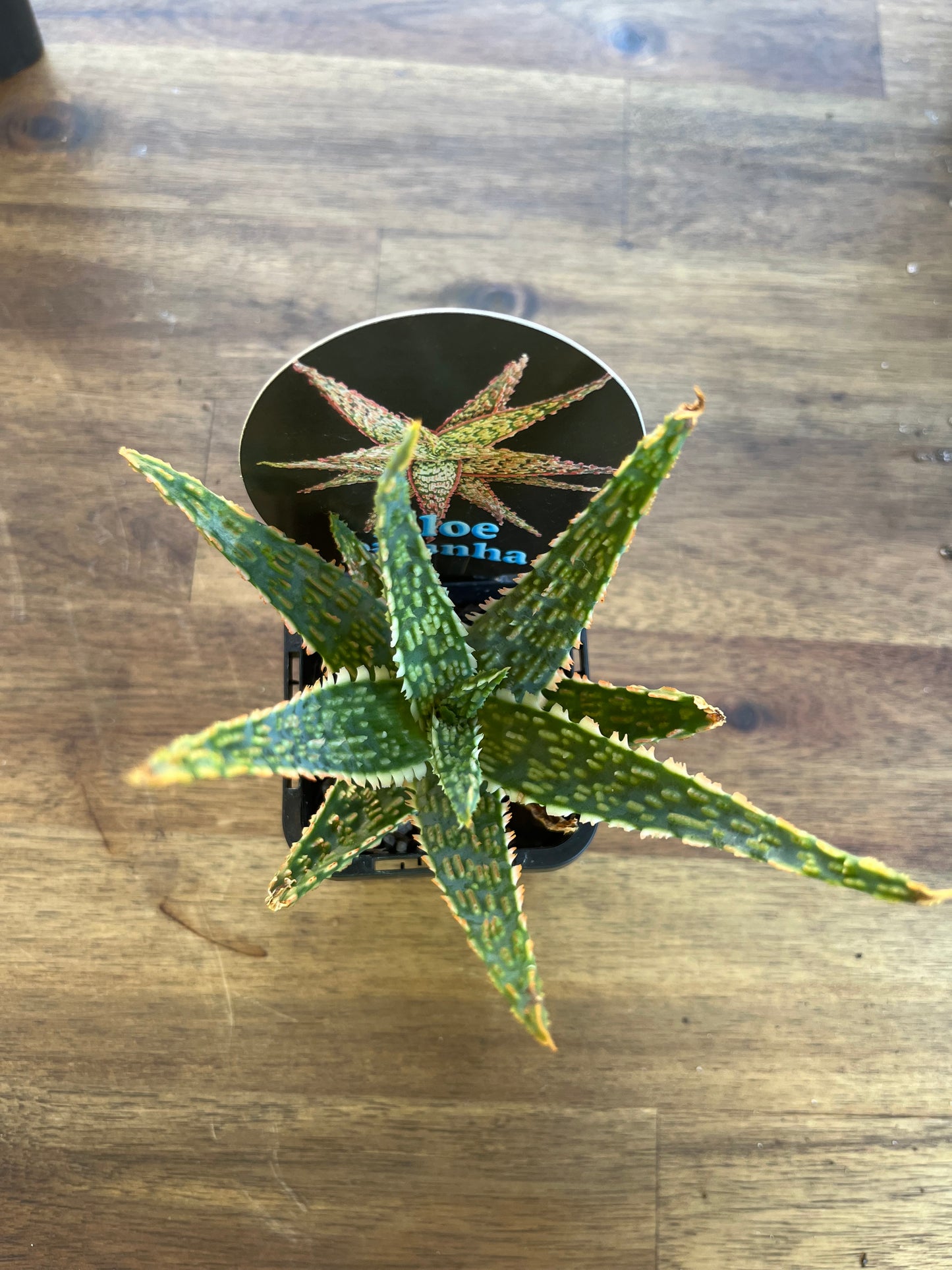 Aloe piranha