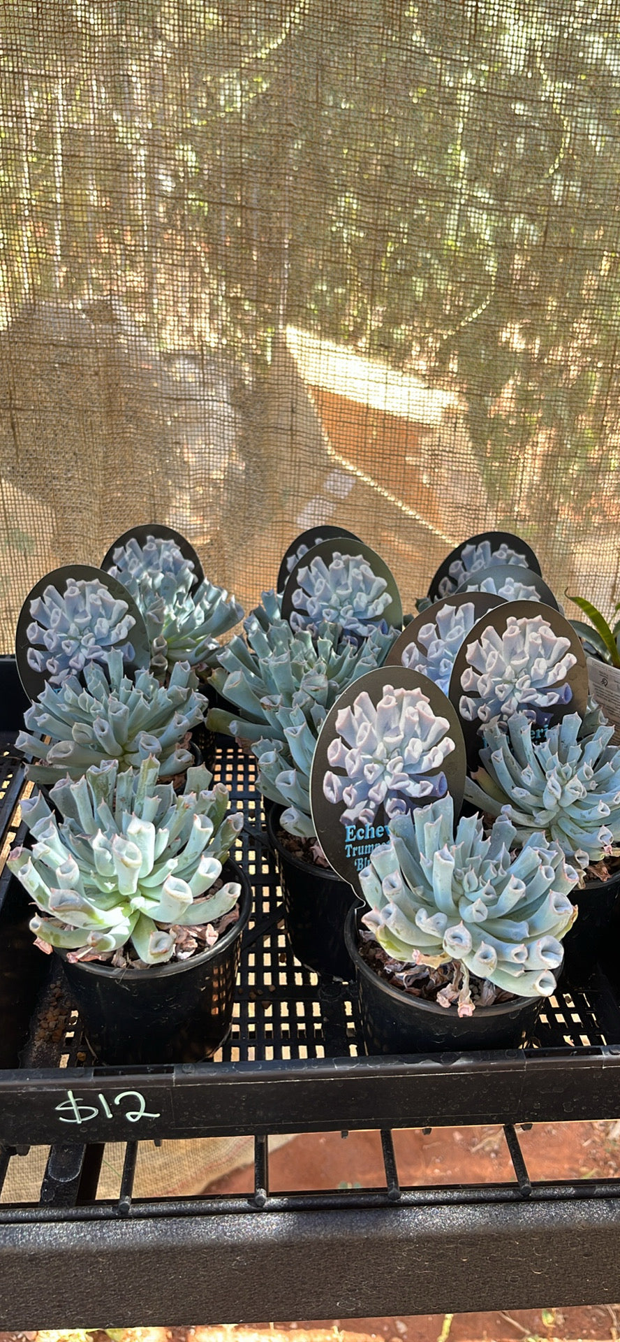 Echeveria Trumpet Pinky 'Blue Form'