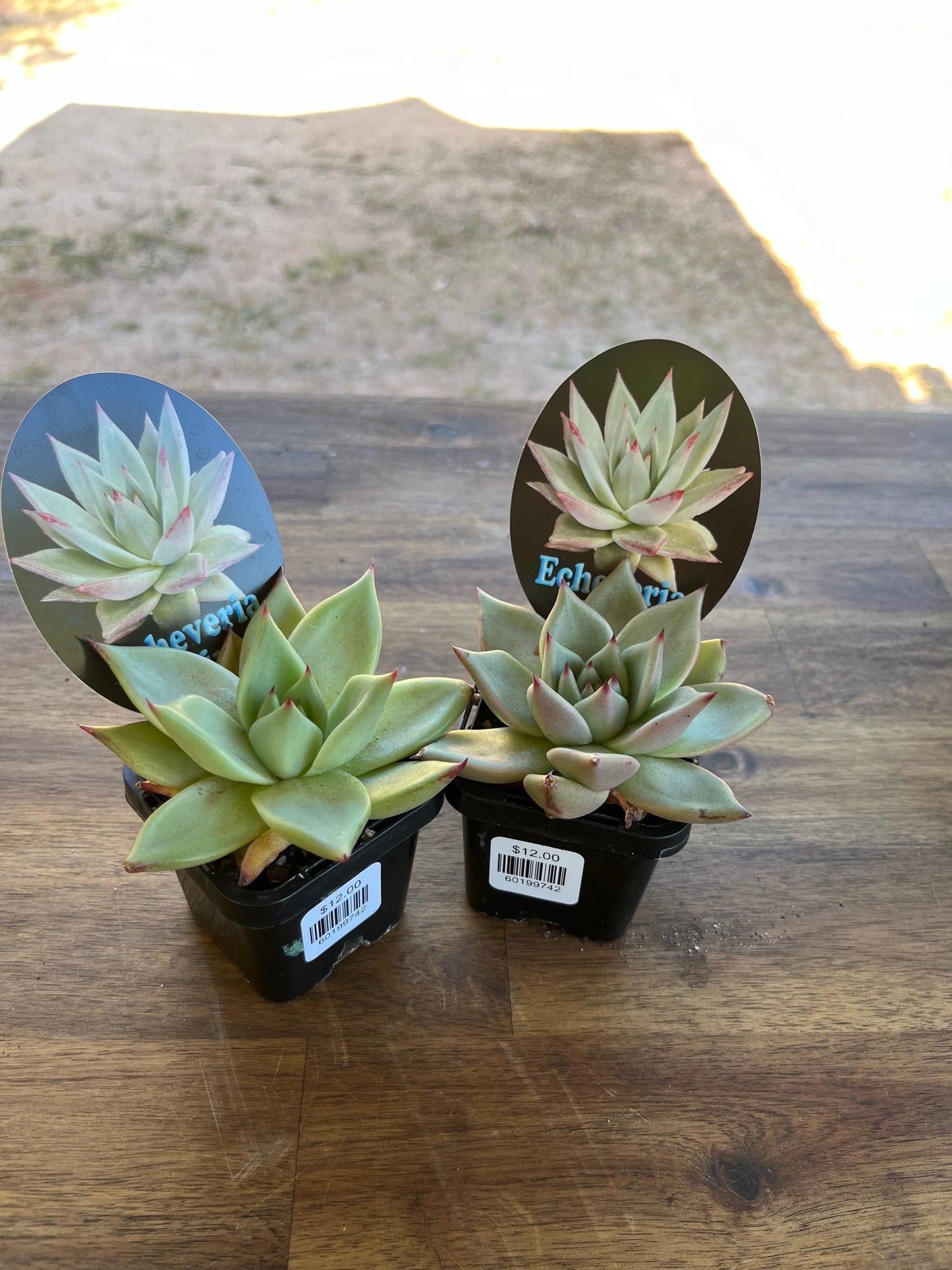 Echeveria agavoides