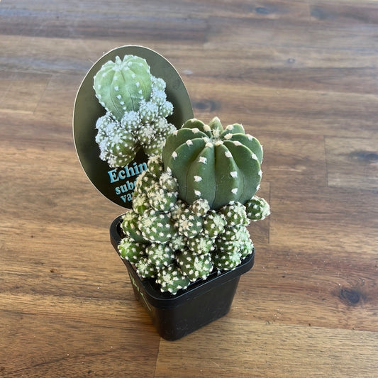 Echinopsis subdenudata var compacta