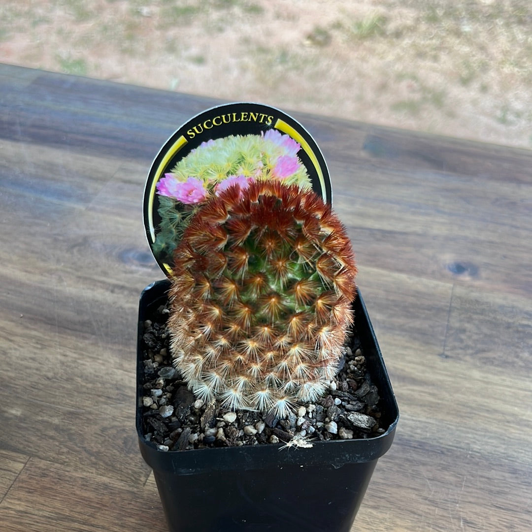 Mammillaria carmenae