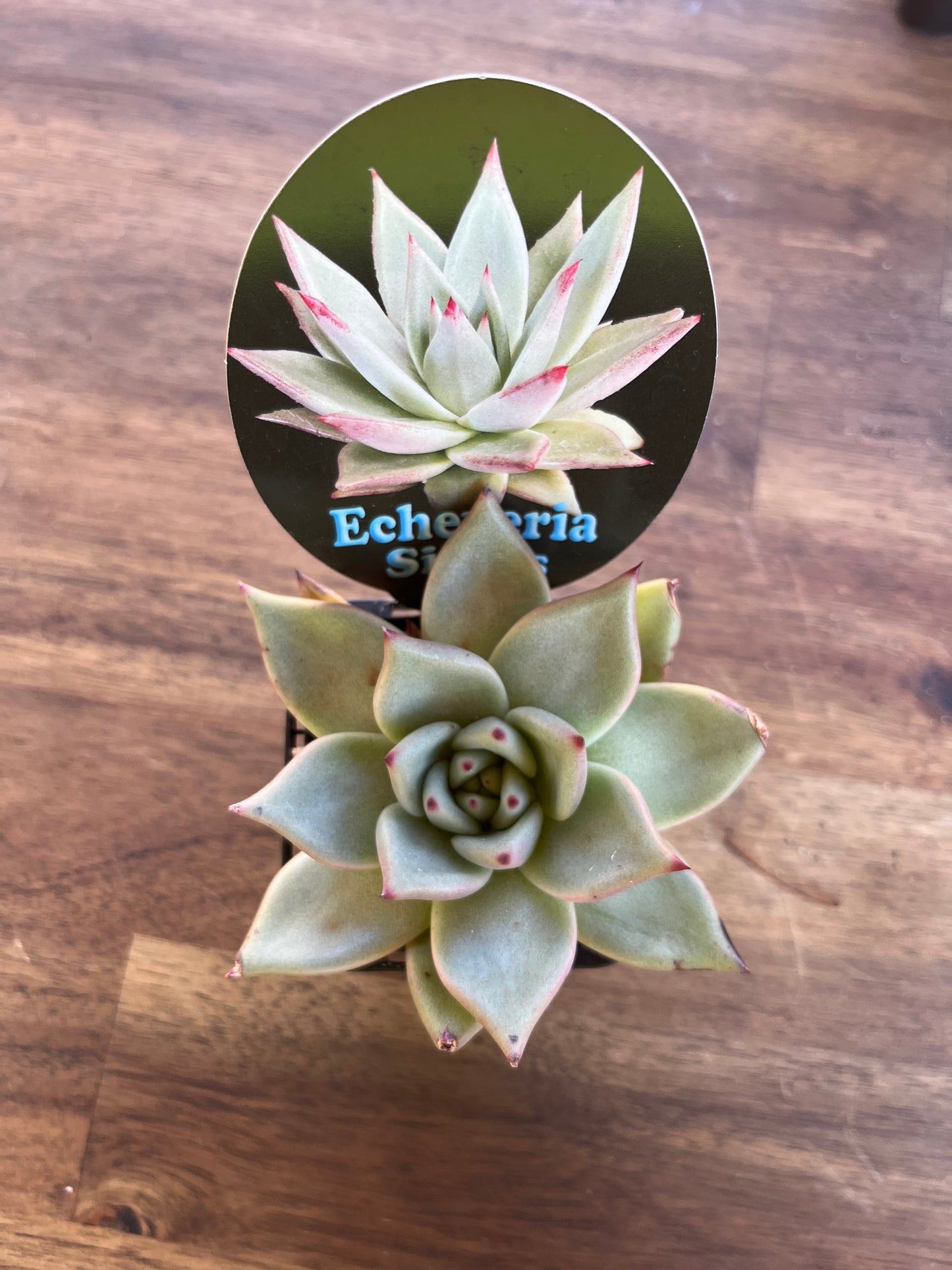 Echeveria agavoides