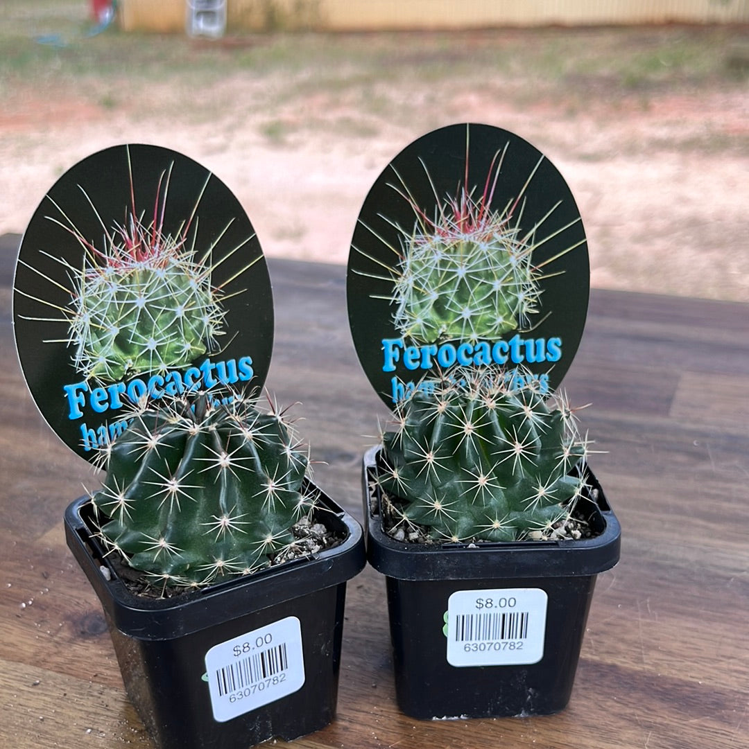 Ferocactus hamatacanthus