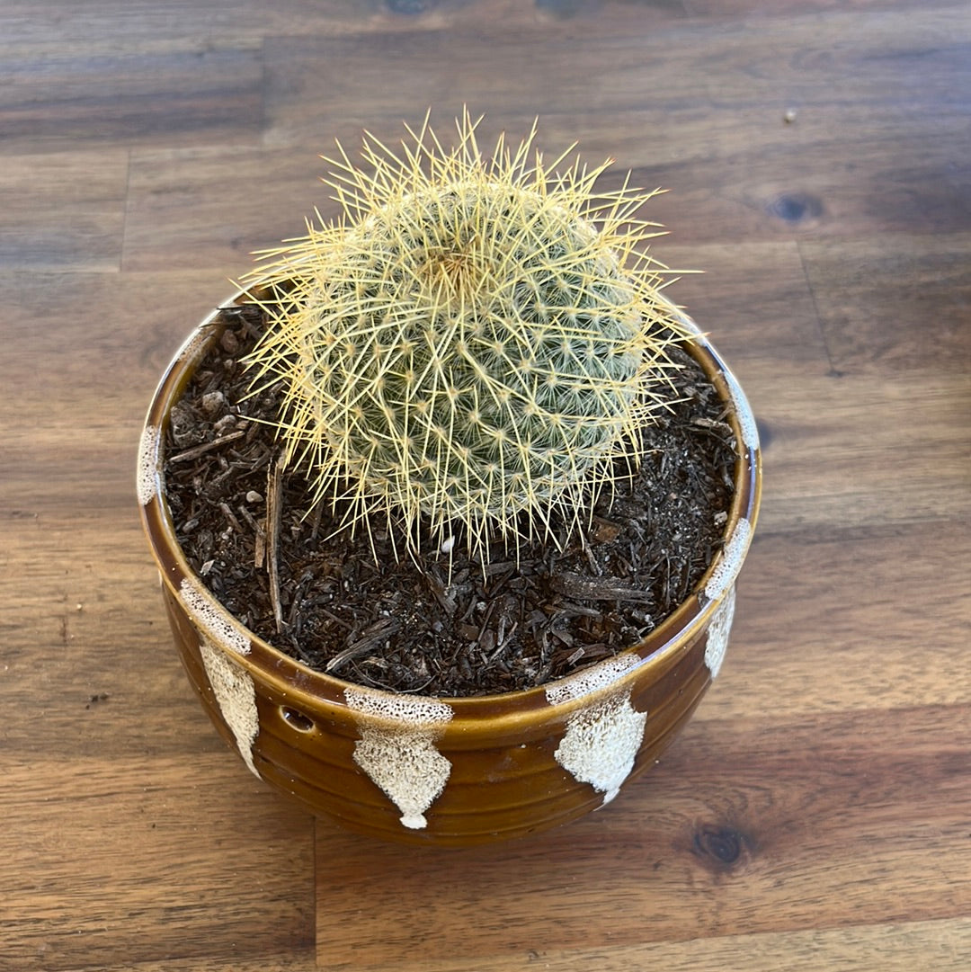 Mammillaria celsiana