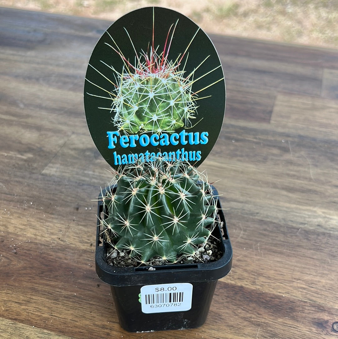 Ferocactus hamatacanthus