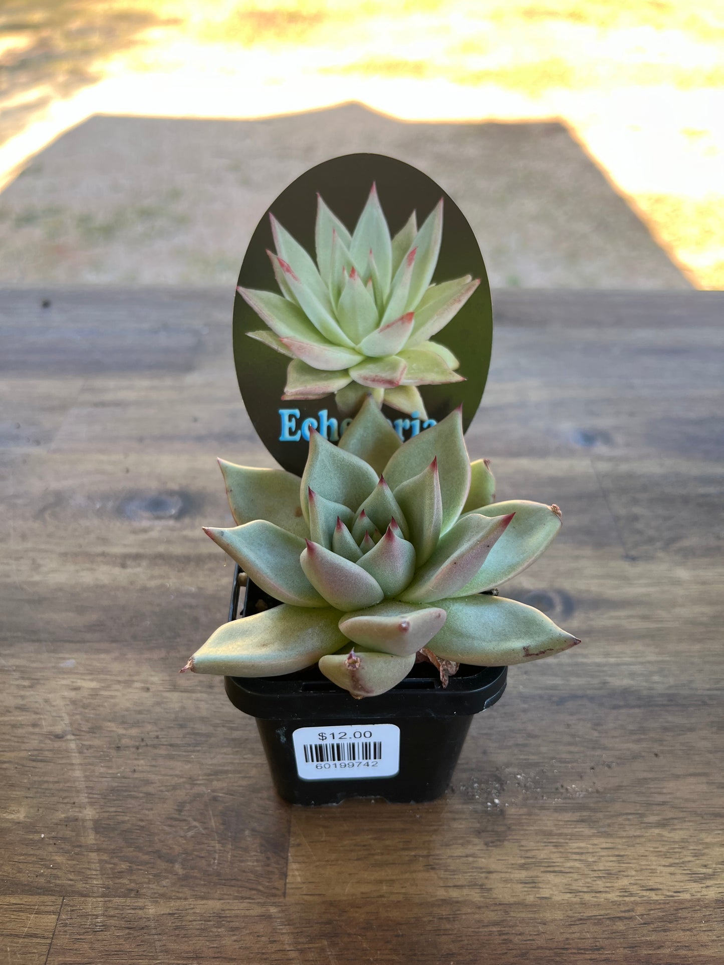 Echeveria agavoides