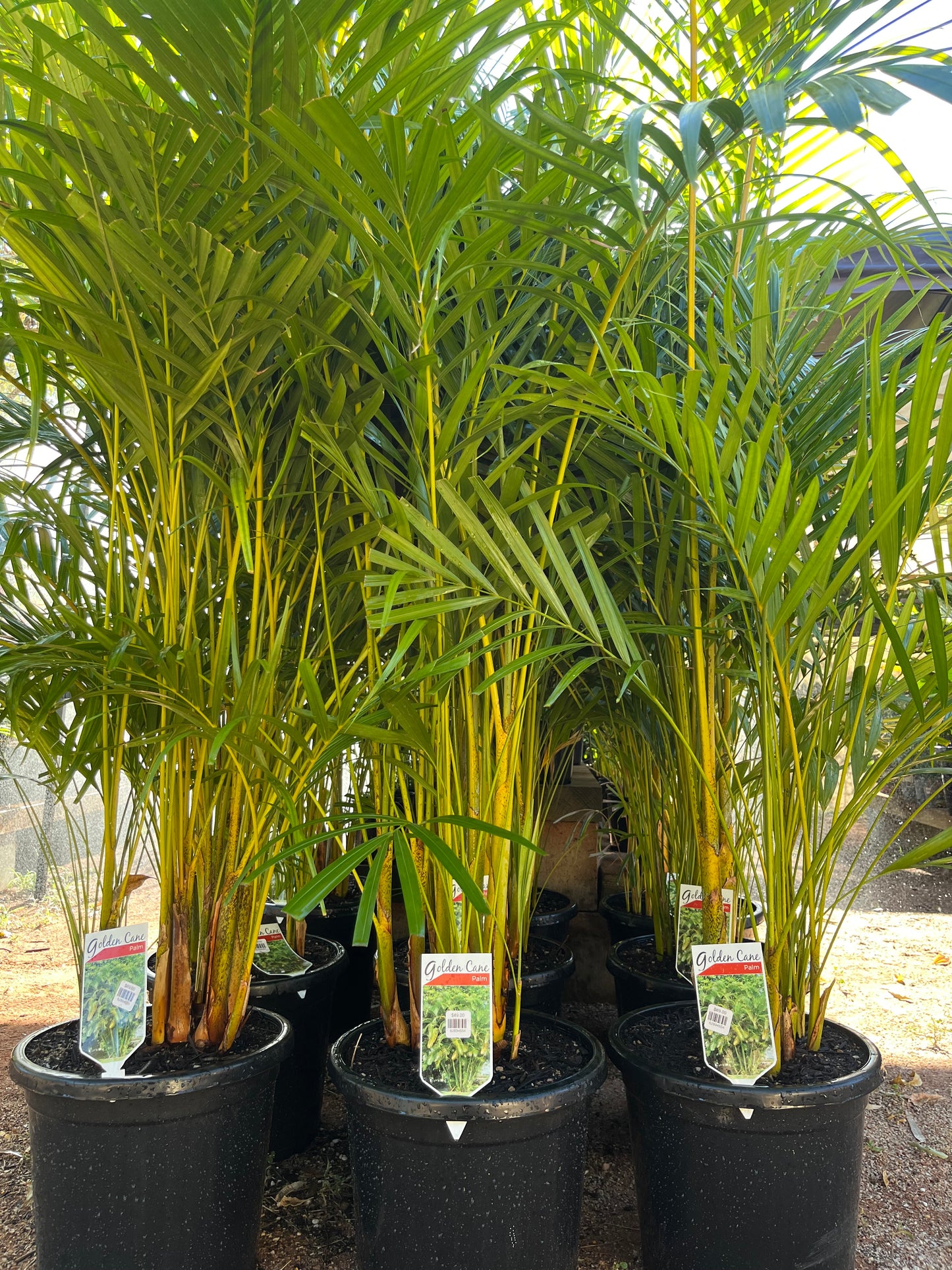 Dypsis lutescens