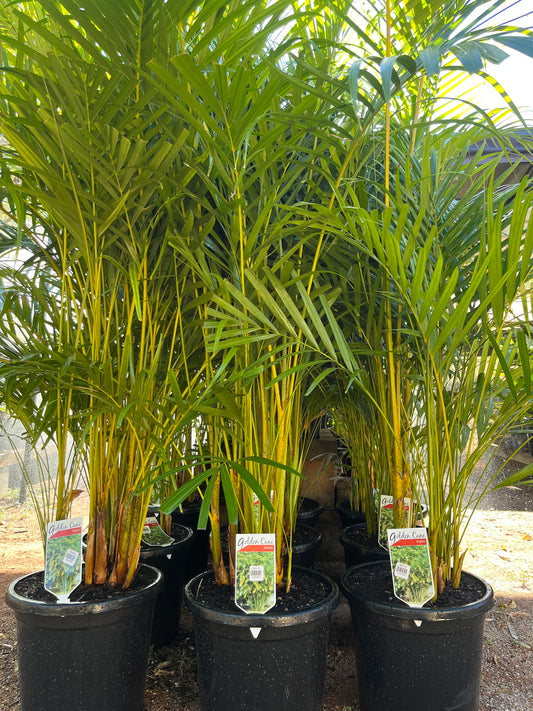 Dypsis lutescens