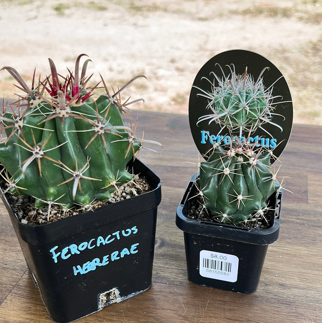 Ferocactus herrerae