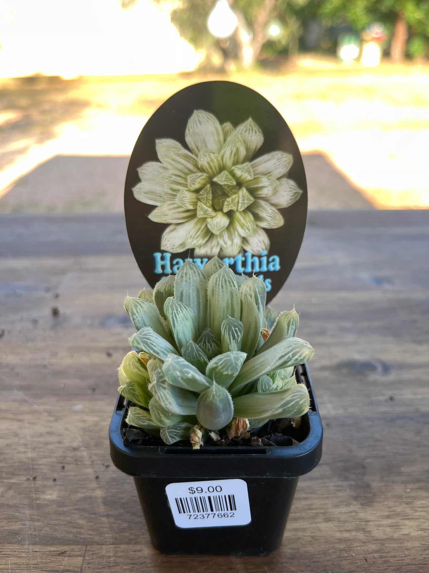 Haworthia cooperi cv silver swirls