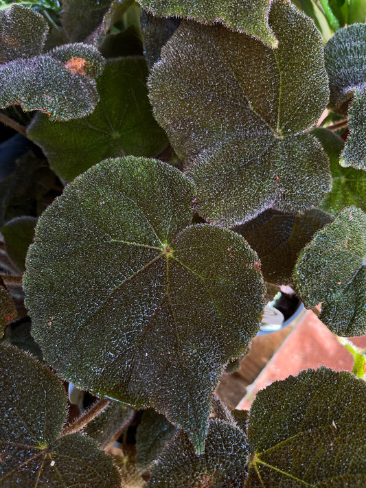 Begonia dans