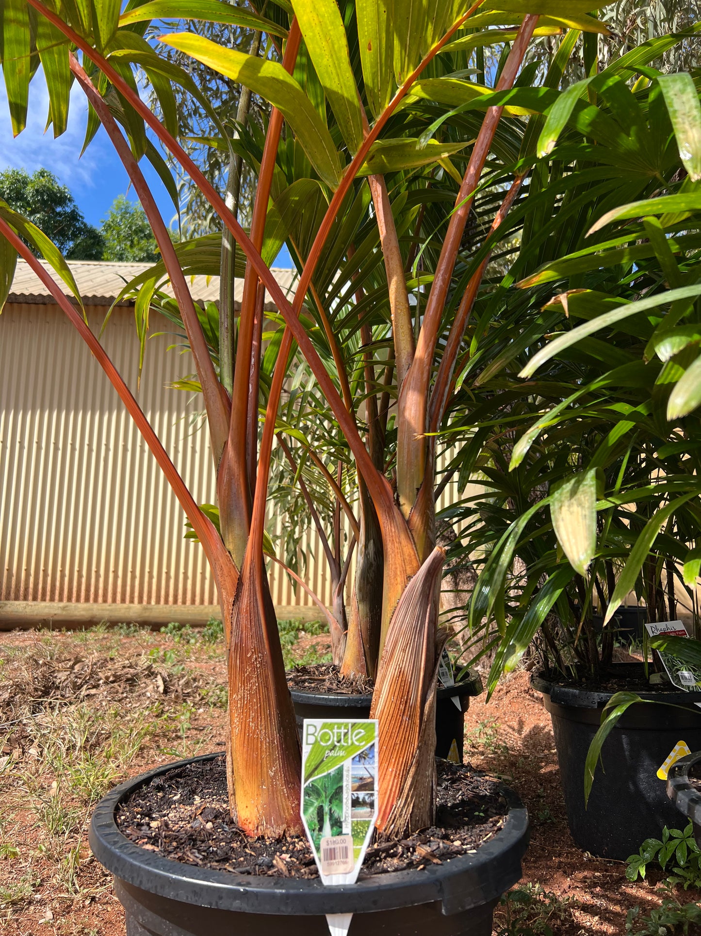 Bottle palm