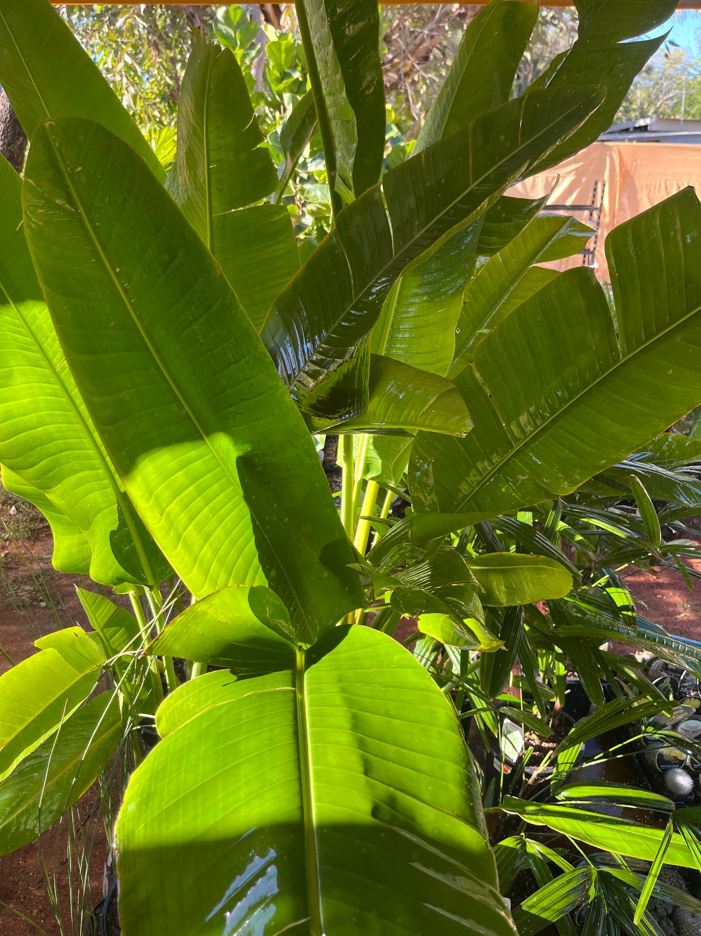 Ravenala madagascariensis