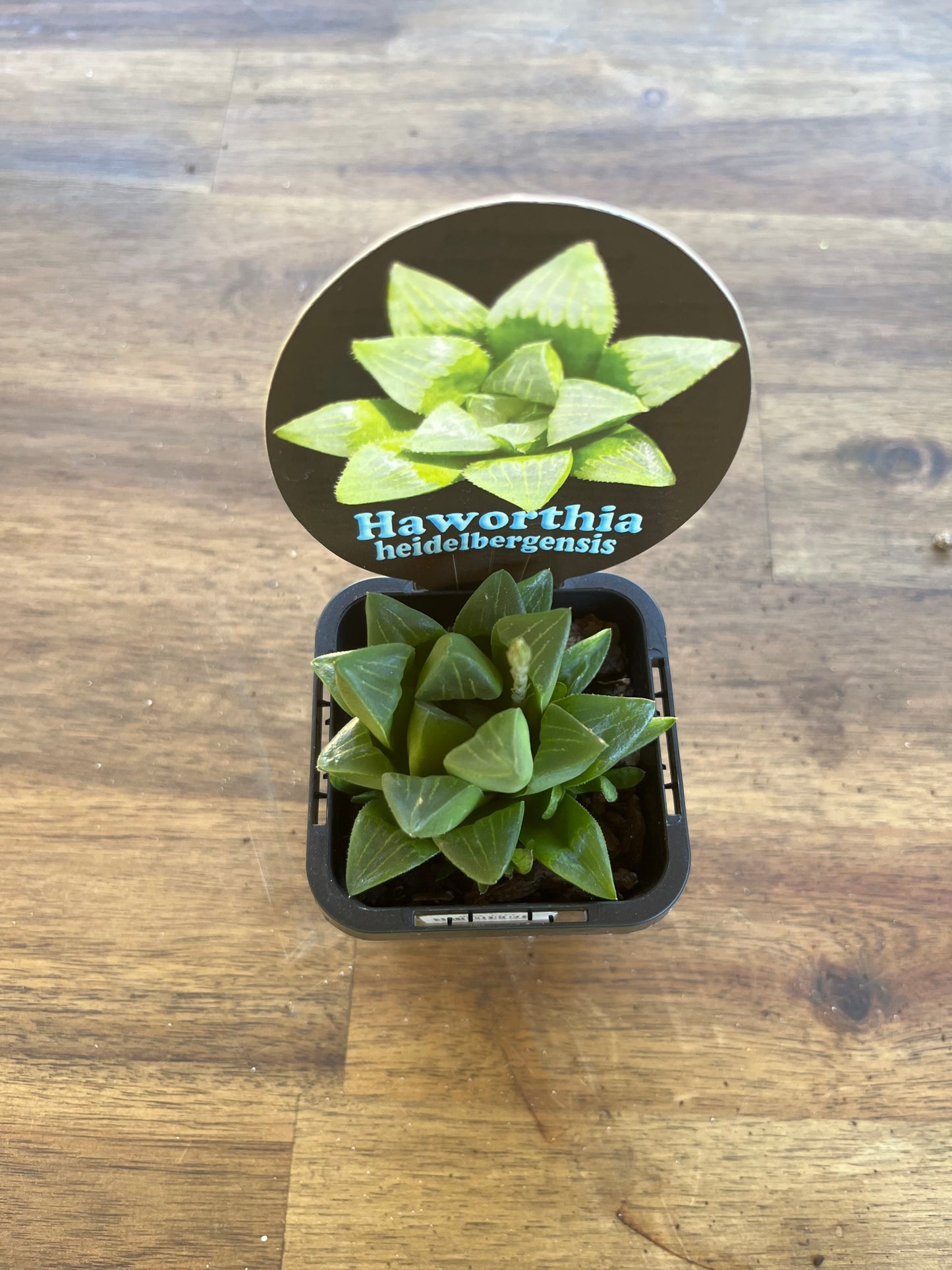 Haworthia heidelbergensis