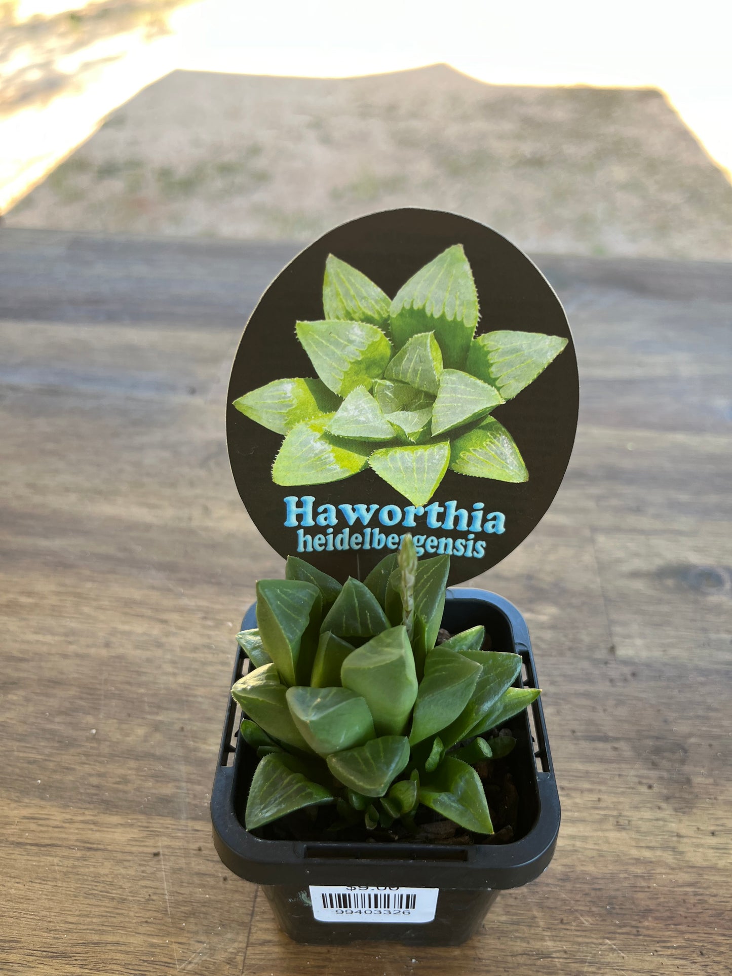 Haworthia heidelbergensis