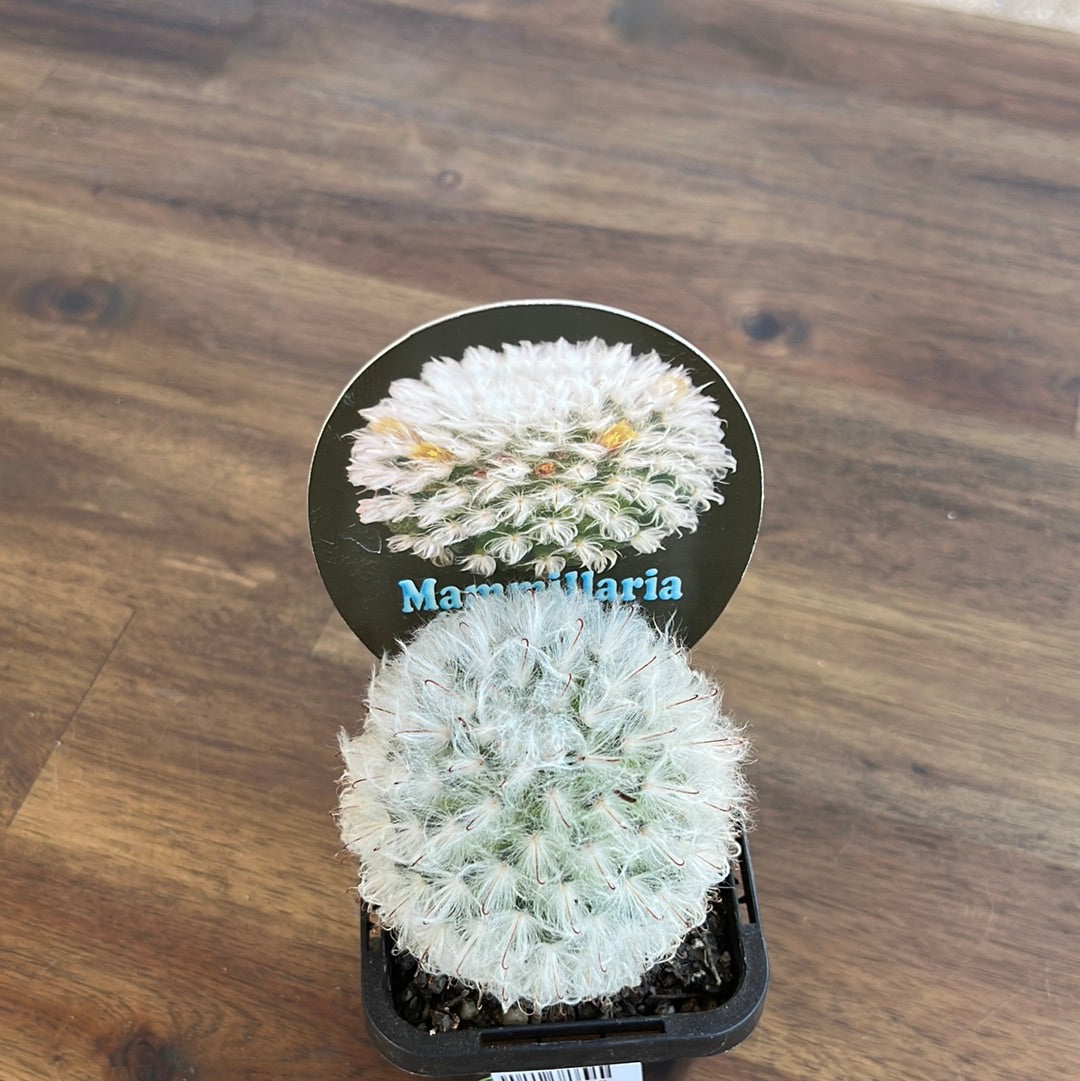 Mammillaria bocosana v splenens