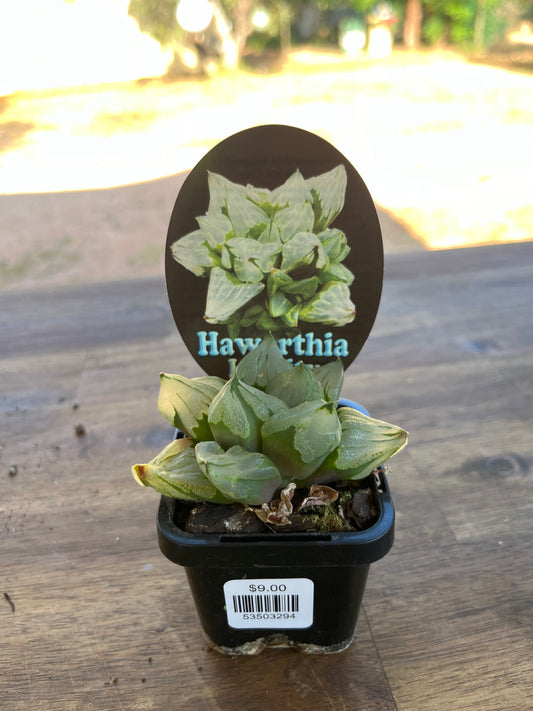 Haworthia magnifica var ice city