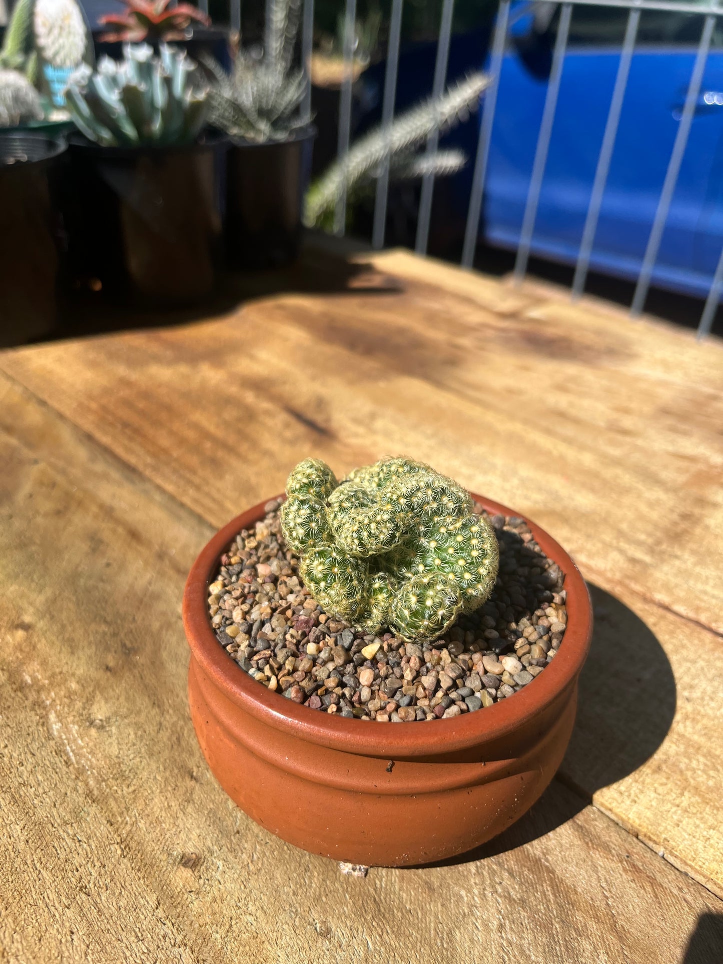 Mammillaria elongata cistata