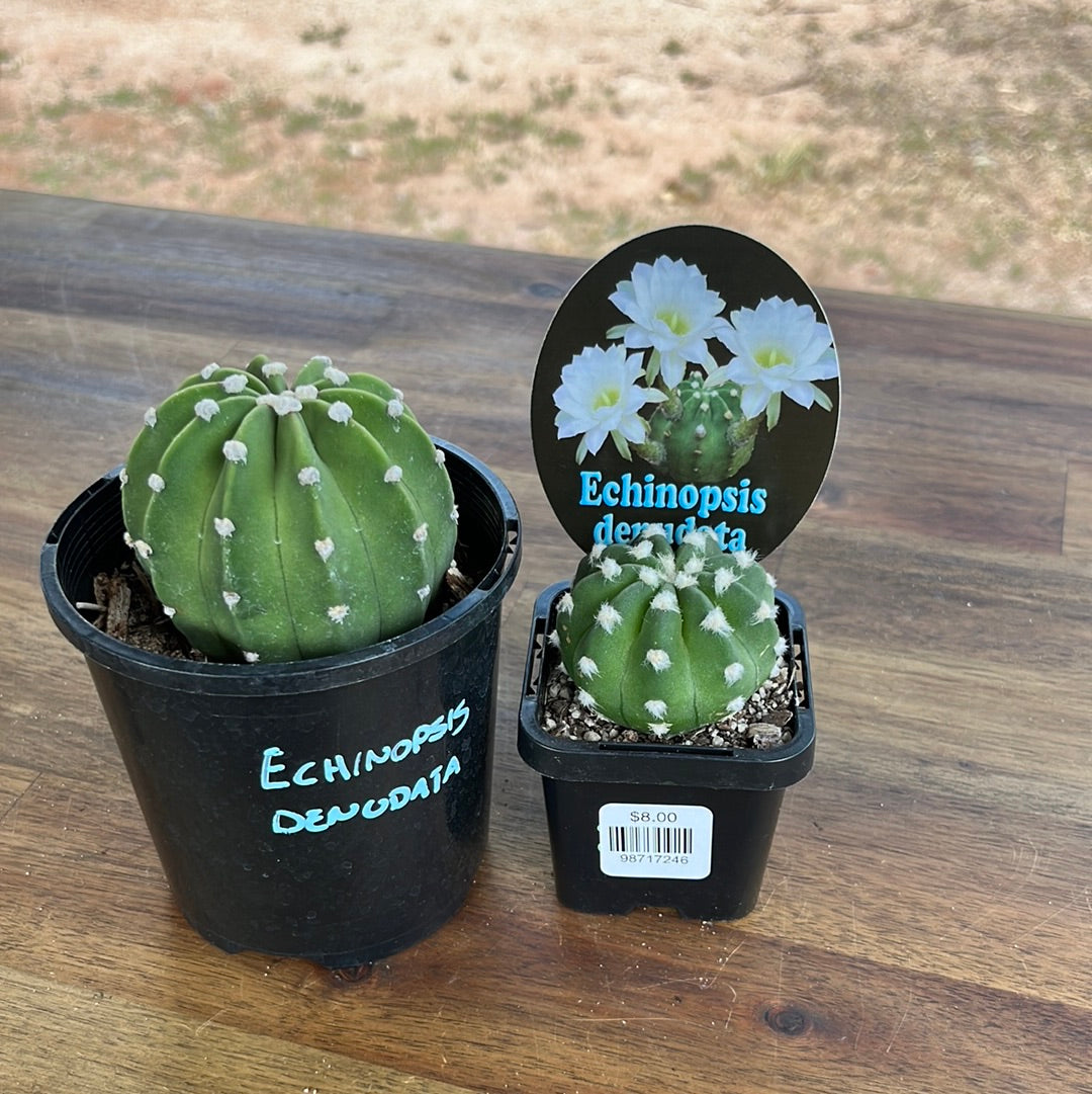 Echinopsis Denudata