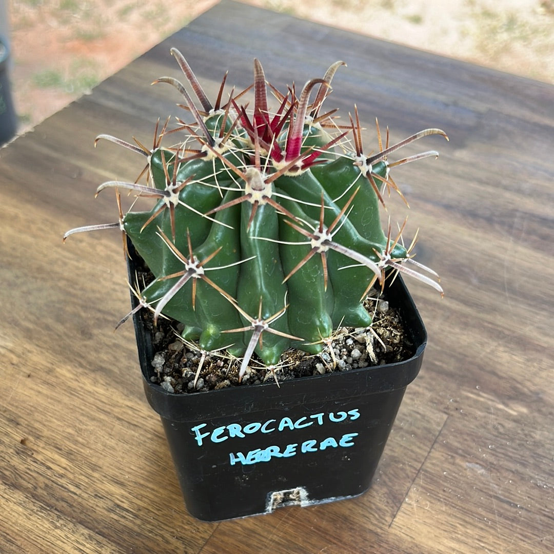 Ferocactus herrerae