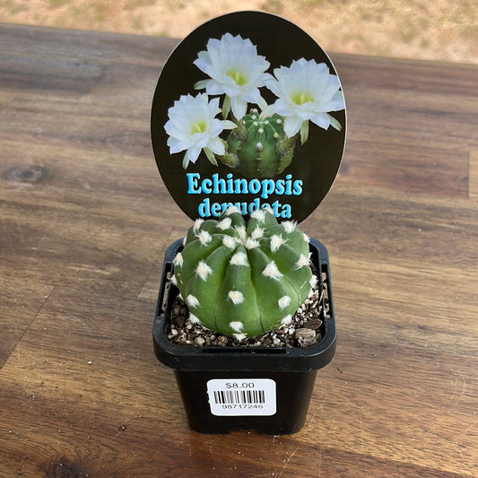 Echinopsis Denudata