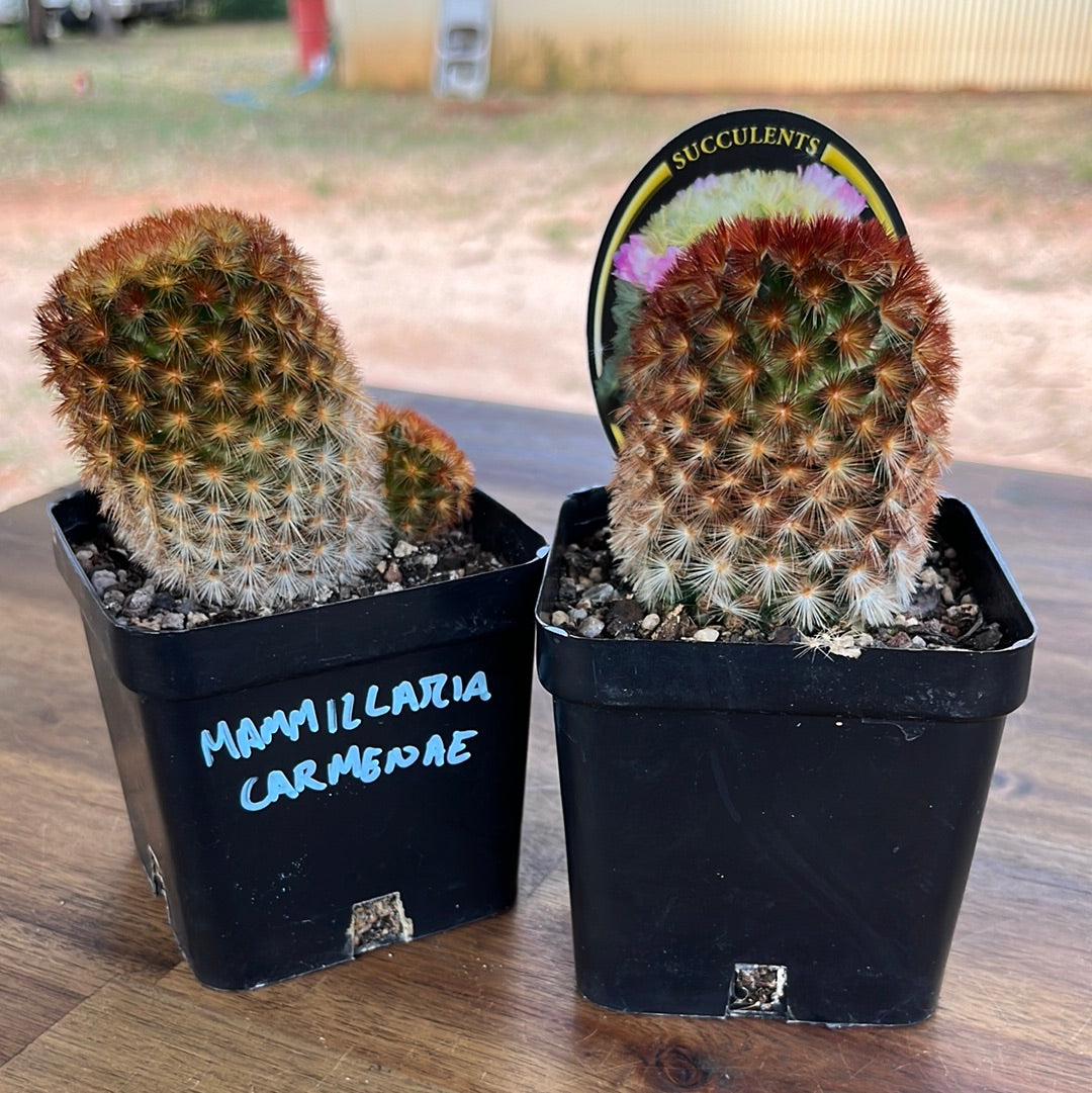 Mammillaria carmenae