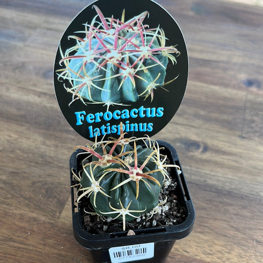 Ferocactus latispinus