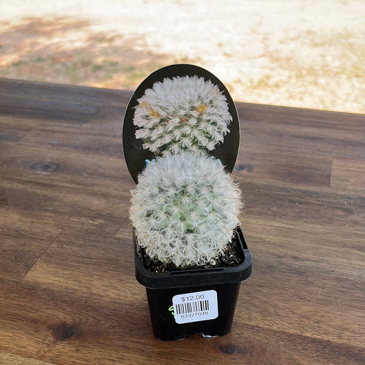 Mammillaria bocosana v splenens