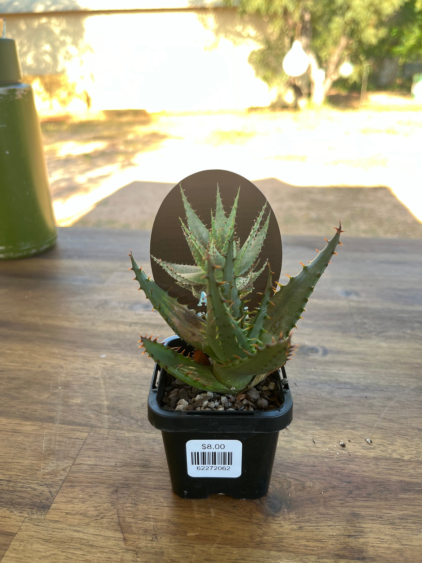 Aloe broomii