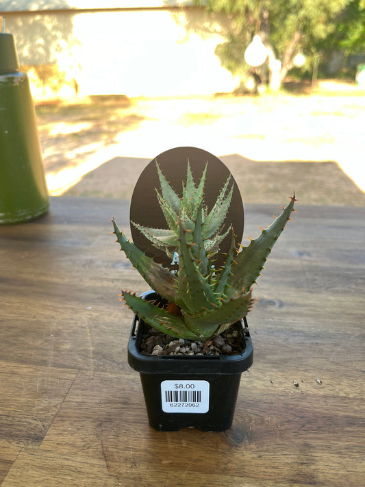 Aloe broomii