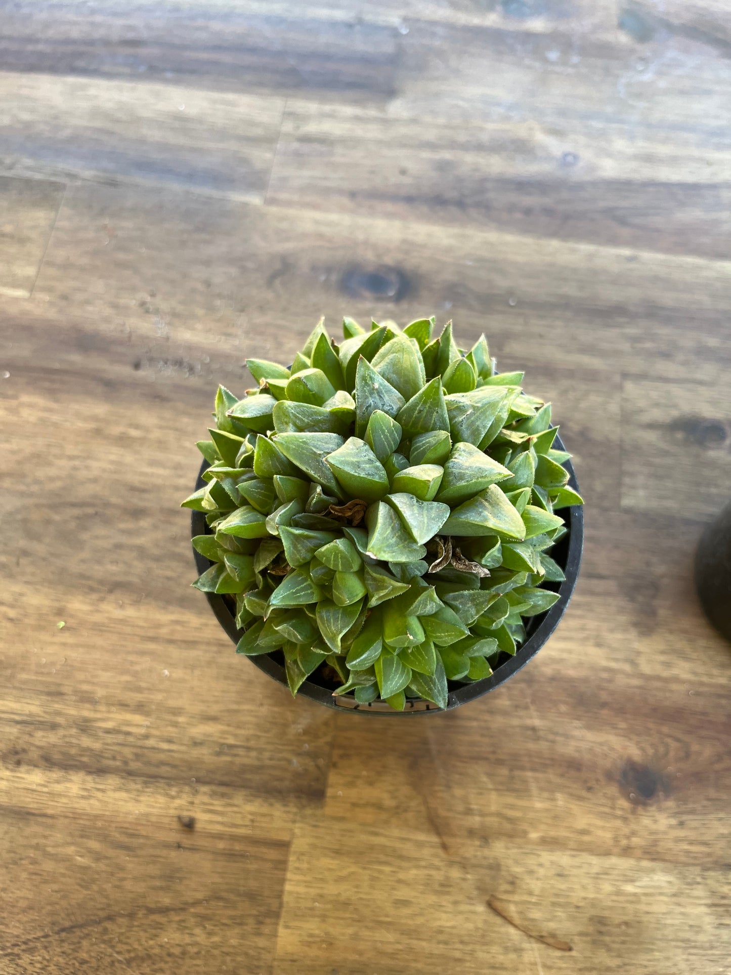 Haworthia retusa