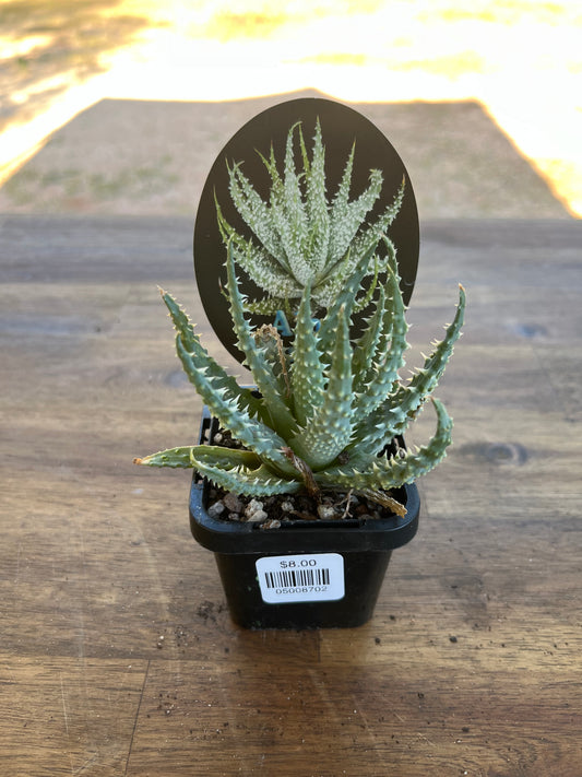 Aloe humilis