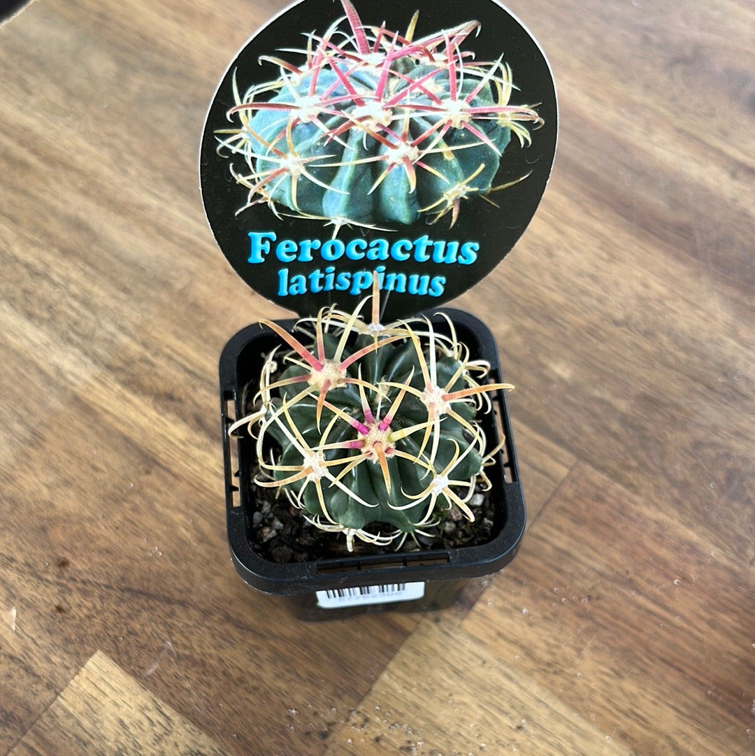 Ferocactus latispinus